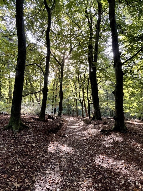 Veluwezoom Off-Leash Area Beekhuizen